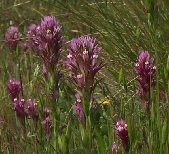 Image of
OrthocarpusDensifloraOwlsClover