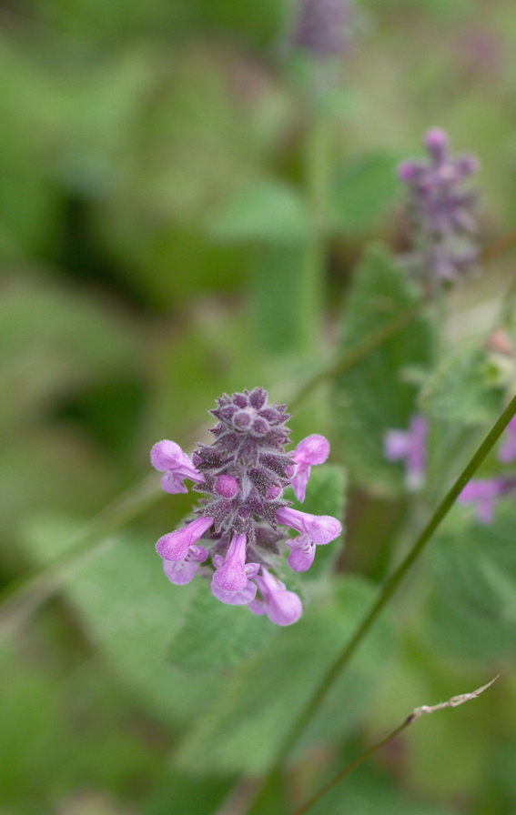 Image of
Stachys bullata, California Hedgenettle