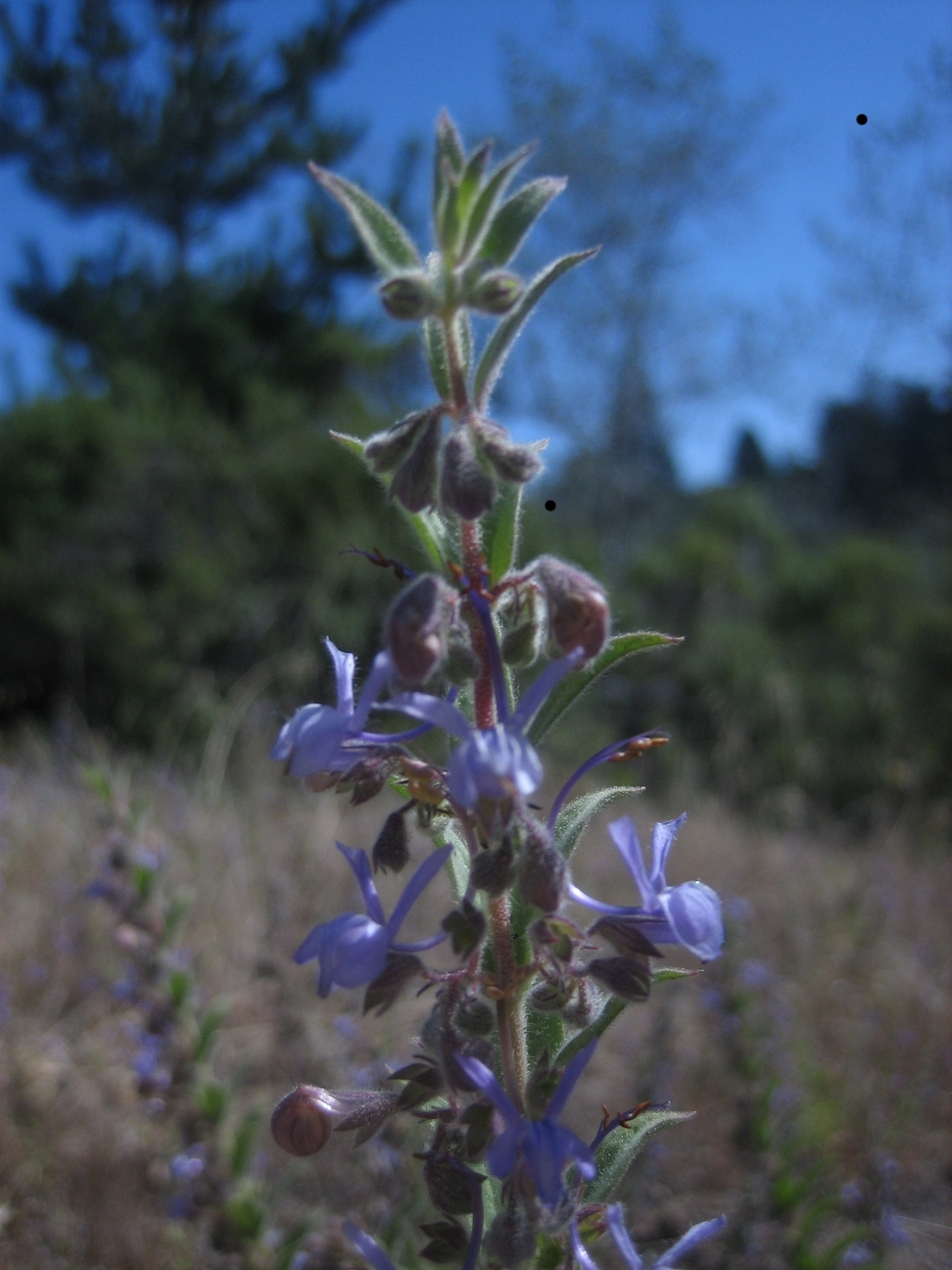 Image of
TrichostemaLanceolatumVinegarweed