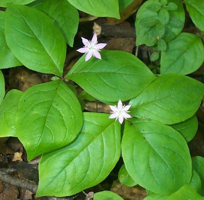 Image of
TrientalisLatifoliaStarflower