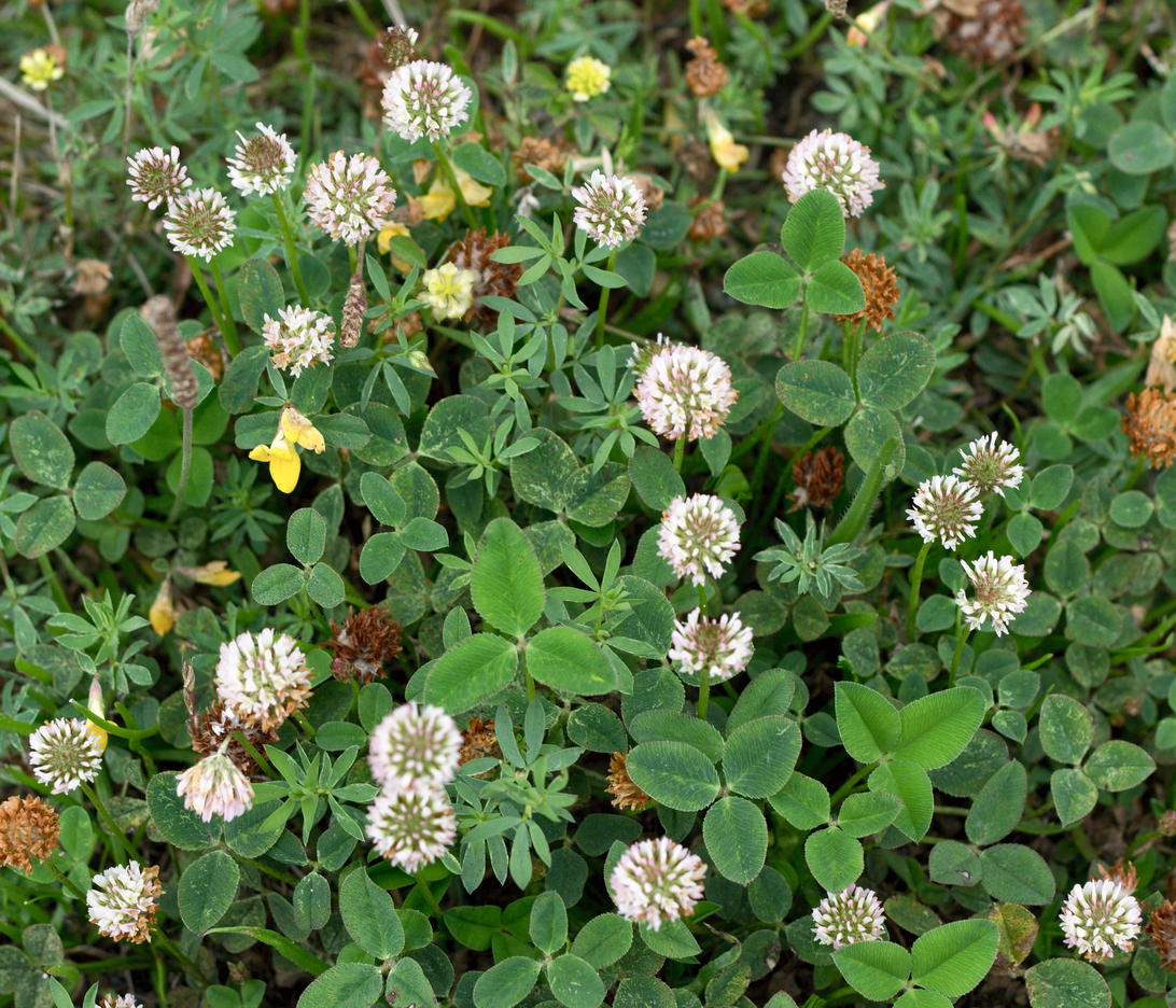 Image of
Trifolium repens, White Clover