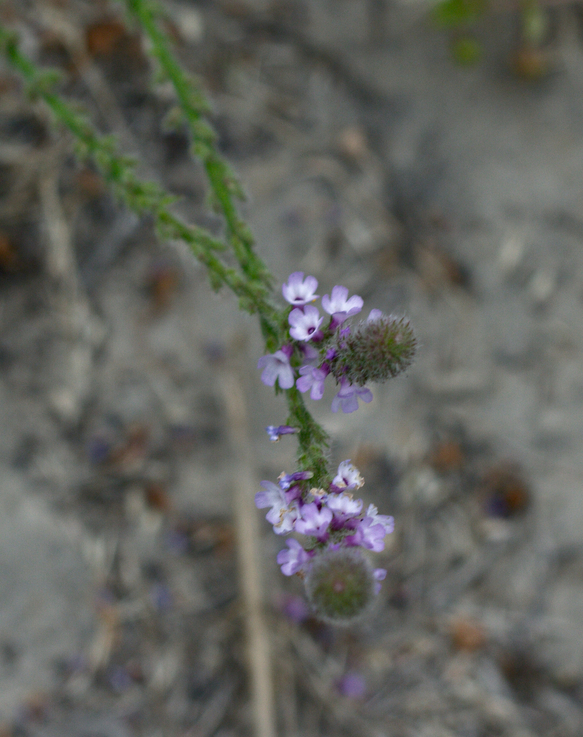 Image of
Verbena lasiostachys, Robust Verbena