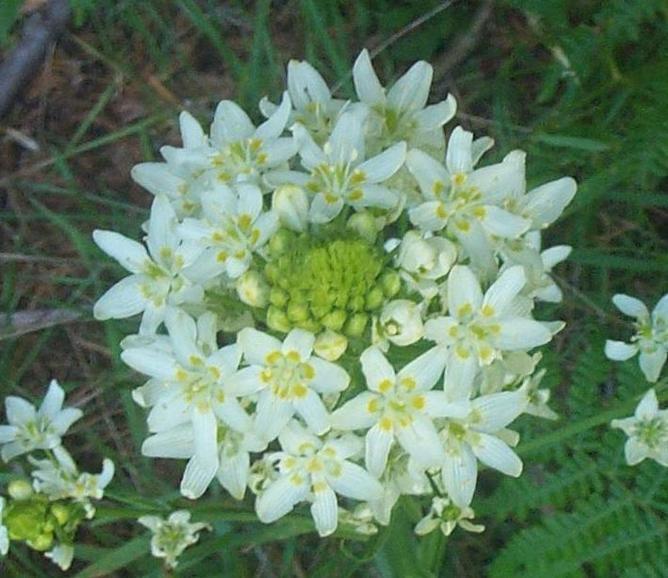 Image of
ZigadenusFremontiiStarlily