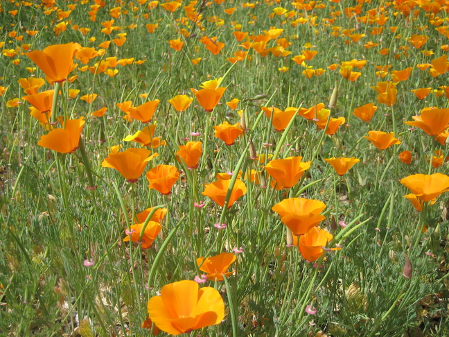 Image of
Eschscholtzia californica, California Poppy