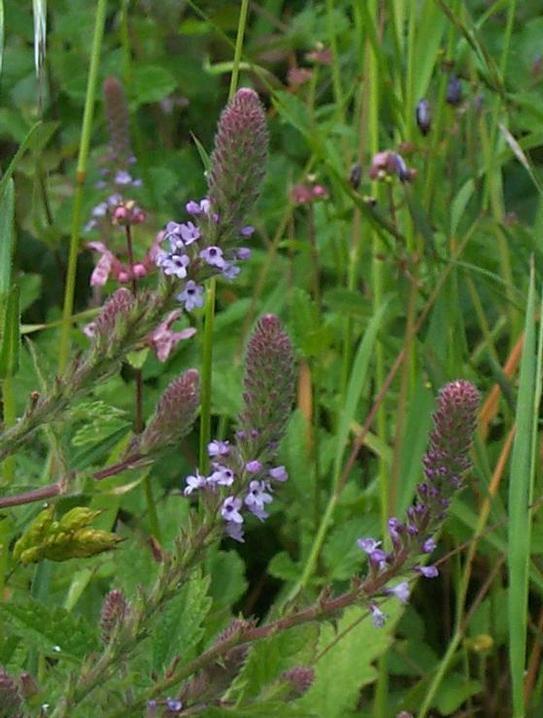 Image of
Verbena lasiostachys, Robust verbena