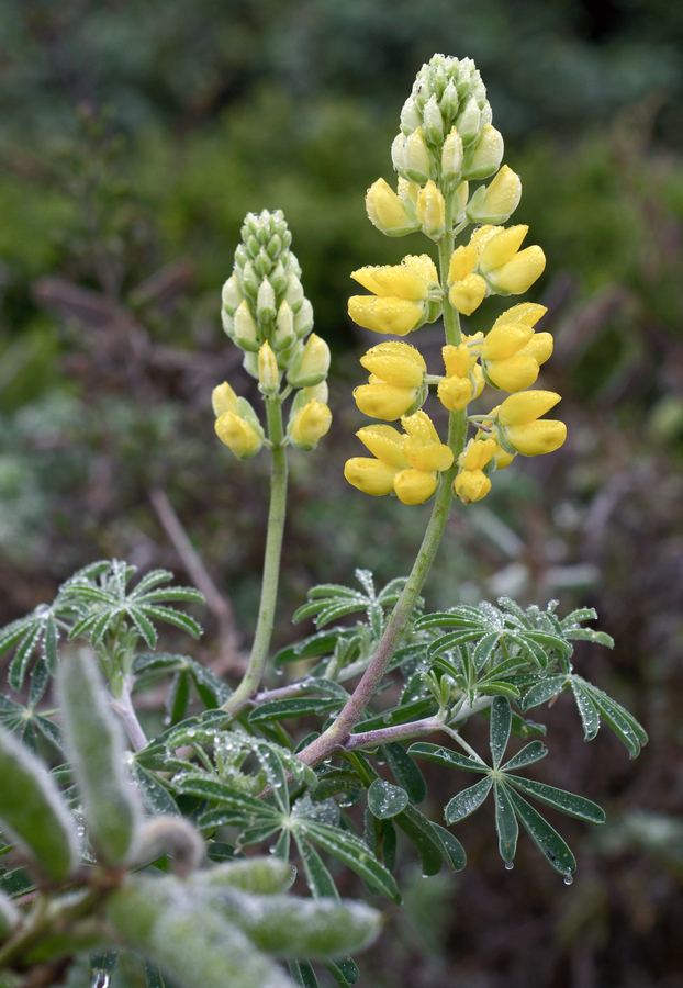 Image of
Lupinus arboreus, Yellow Bush Lupine