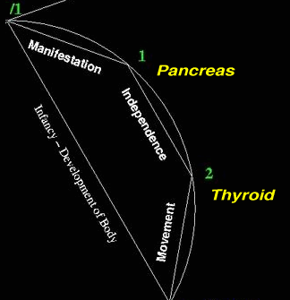 (image of first third of life)